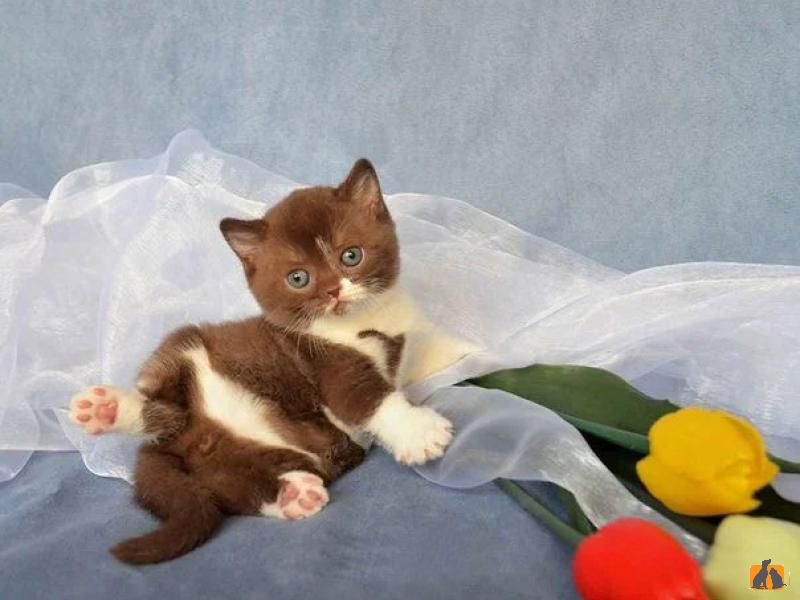 Потерял/Нашел кошку
