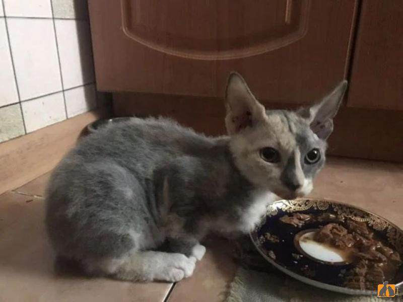 Продаю кошку