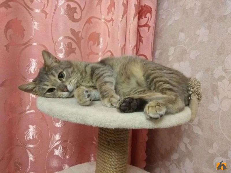 В дар кошку. Кот Бегемот ищет свою семью. Фото3