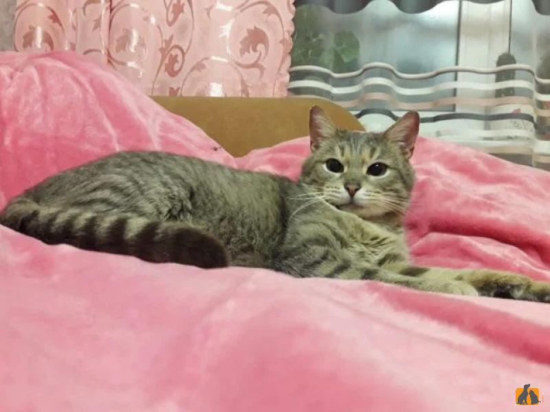 В дар кошку. Кот Бегемот ищет свою семью. Фото4