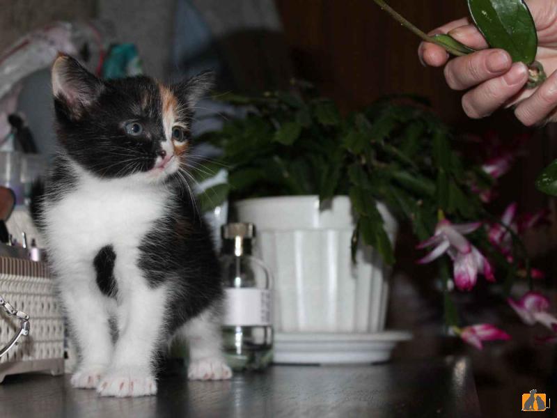 В дар кошку. Отдаём в добрые руки прелестных котят. Фото3