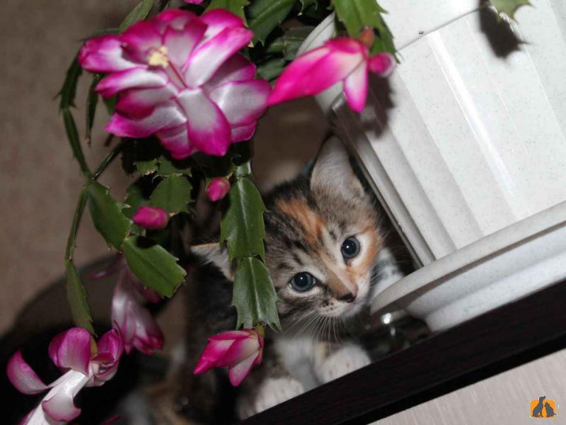 В дар кошку. Отдаём в добрые руки прелестных котят. Фото4