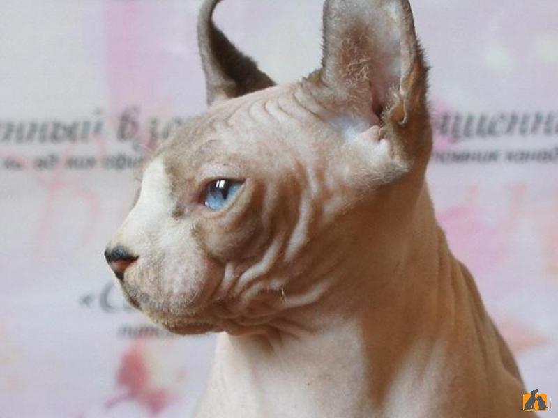 Продаю кошку. Элитные котята Эльфы и сфинксы. Фото3