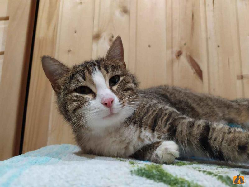 В дар кошку. Кошка Зайка ищет дом. Фото3