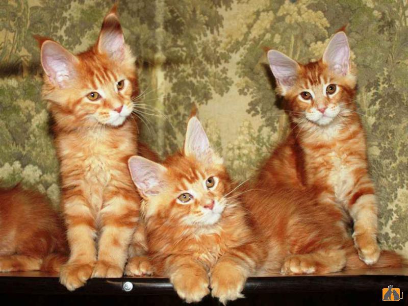 Продаю кошку. В питомнике г. Казань свободны котята породы мейн-кун. Фото2