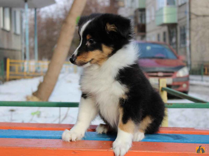 Продаю собаку. щенок шелти. Фото4