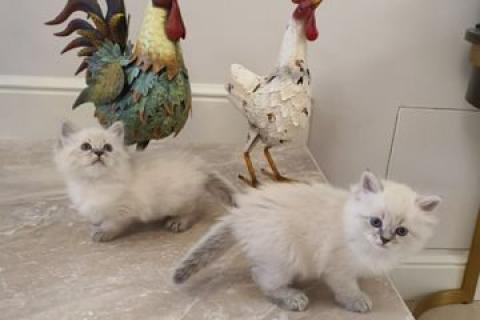 Продаю кошку. Кошка. Фото2