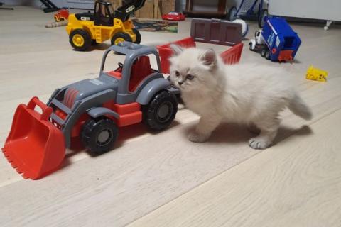 Продаю кошку. Кошка. Фото4