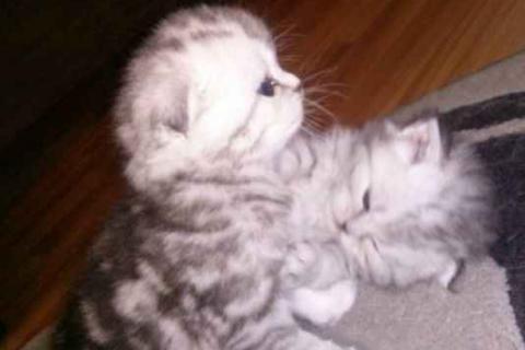 Продаю кошку. вислоухие котята. Фото2