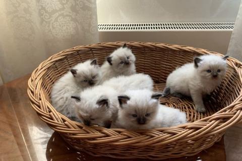 Продаю кошку. Невские маскарадные клубные котятки. Фото4