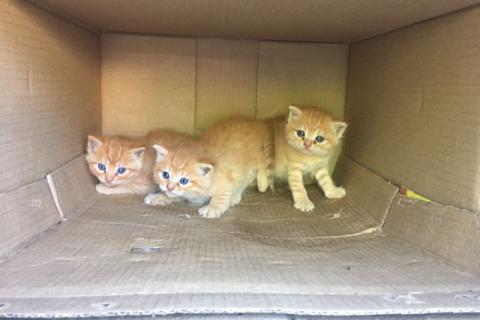 В дар кошку. Котята в добрые руки. Фото2