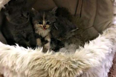 Продаю кошку. Котята. Фото1
