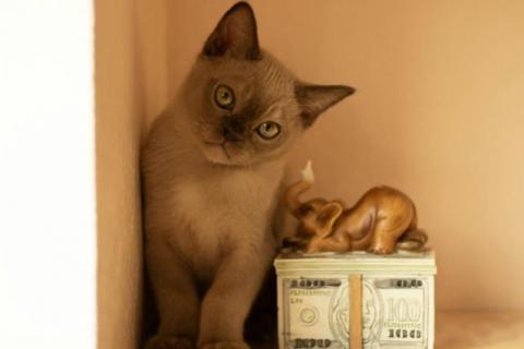 Продаю кошку. Бурманские котята в Ростове-на-Дону. Фото1