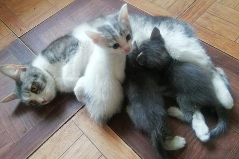 В дар кошку. Котята. Фото1