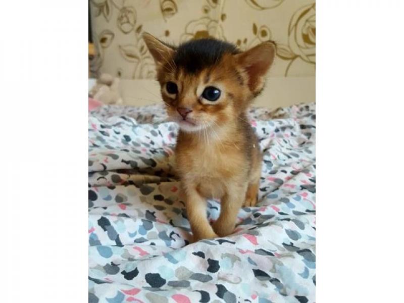 Продаю кошку