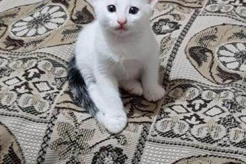 Продаю кошку. Котята в добрые руки. Фото3