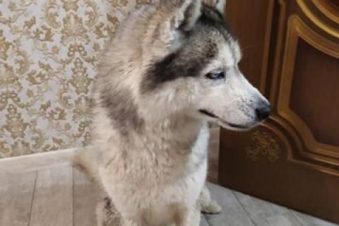 Потерял/Нашел собаку. Хаски найдена. Фото1