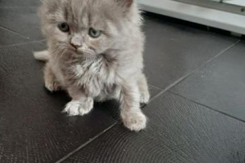 Продаю кошку. Котята Британцы. Фото1