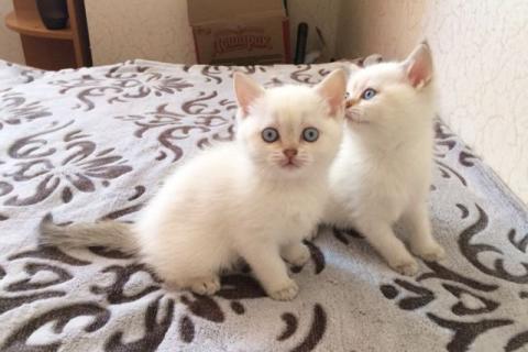 Продаю кошку. Котята. Фото1