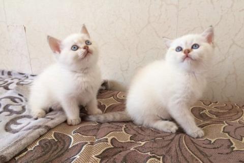 Продаю кошку. Котята. Фото2