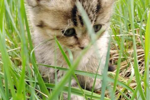В дар кошку. Кошечка Буся. Фото1