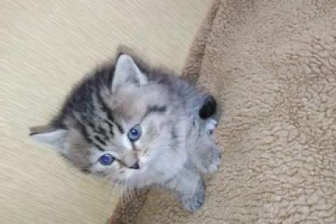 В дар кошку. Кошечка Буся. Фото4