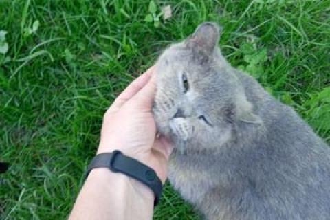 В дар кошку. Кошка ищет дом. Фото2