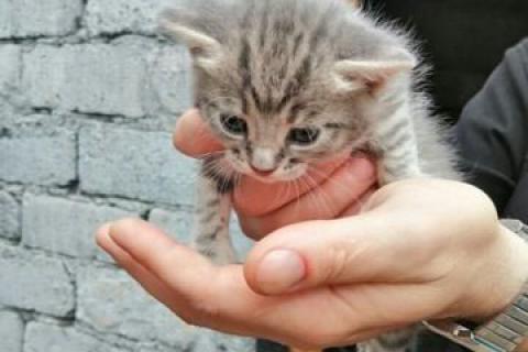 В дар кошку. Котик. Фото1