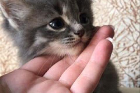 В дар кошку. Кошка. Фото3
