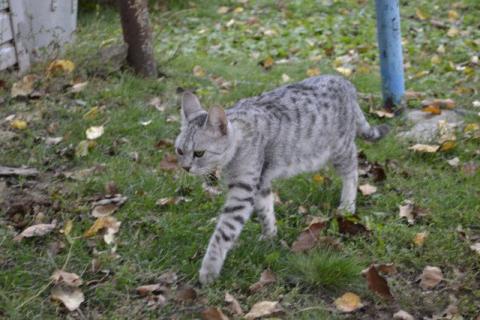 Продаю кошку. Котята в добрые руки. Фото1