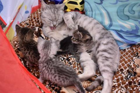 Продаю кошку. Котята в добрые руки. Фото4