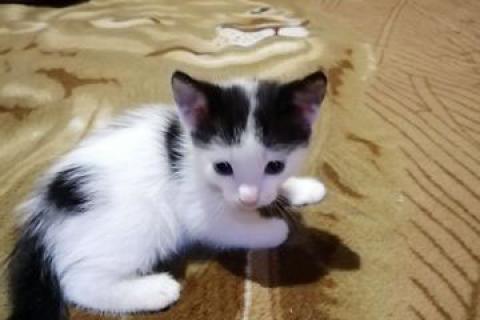 В дар кошку. Котята. Фото1