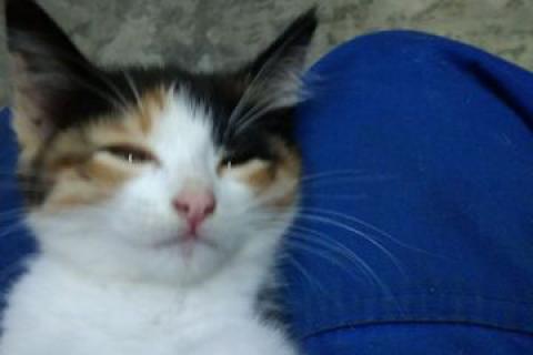 В дар кошку. Котята. Фото3