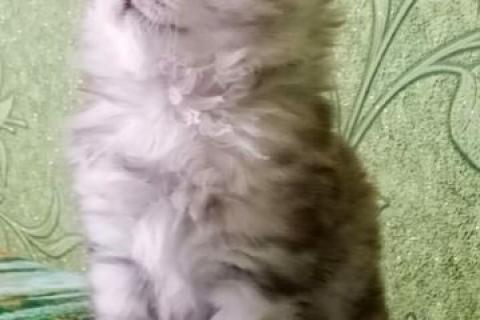 Продаю кошку. Кроха. Фото1