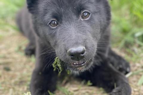В дар собаку. Буся ждёт хозяина. Фото1