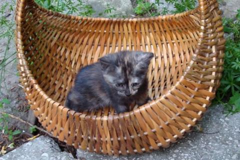 В дар кошку. Котята. Фото3