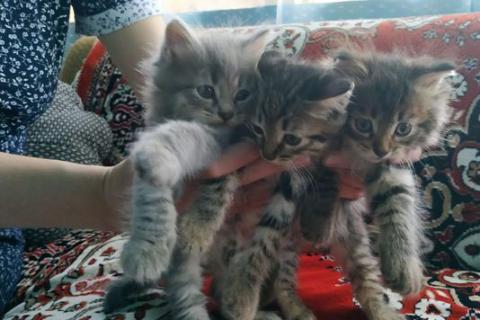 В дар кошку. Котята . Фото1