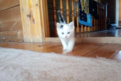 В дар кошку. Котёнок девочка. Фото2