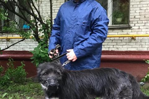 В дар собаку. Бородач Декстер налетай на мужчину в добрые руки.. Фото4