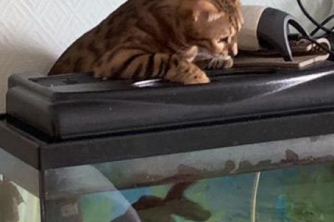 Продаю кошку. Бенгальская кошечка. Фото3