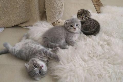 Продаю кошку. Шотландская. Фото1