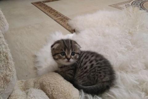 Продаю кошку. Шотландская. Фото2