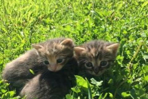 В дар кошку. Котята. Фото2