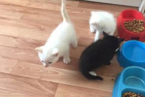 В дар кошку. Котята. Фото1