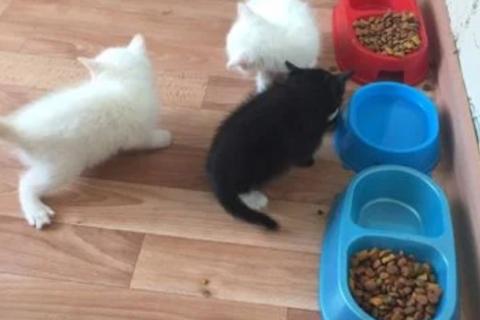 В дар кошку. Котята. Фото4