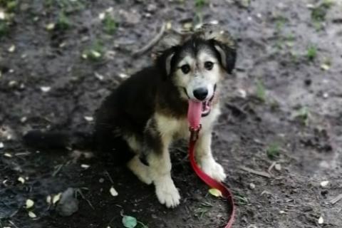 Продаю собаку. Щенок. Фото1