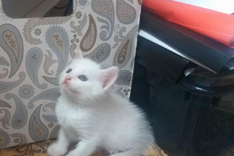 В дар кошку. Котята в добрые руки. Фото1
