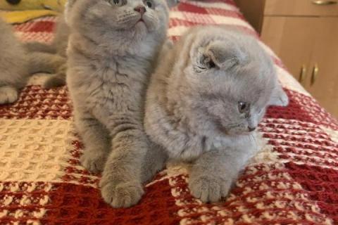 Продаю кошку. Шотландские вислоухие котята. Фото3