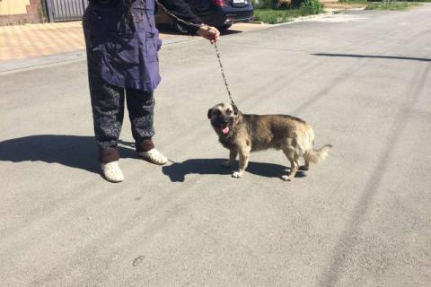 В дар собаку. Щеночки в хорошие руки. Фото3