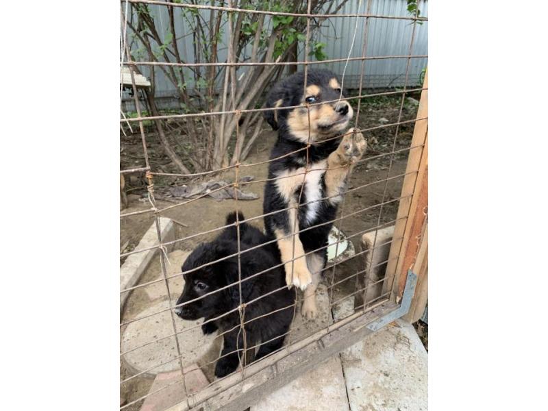 В дар собаку